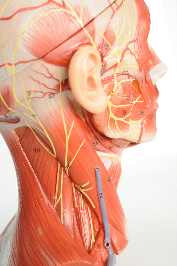 facial muscle anatomy